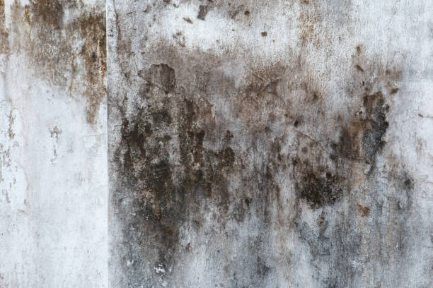 Best Real Estate Mold Inspection  in Big Bear Lake, CA