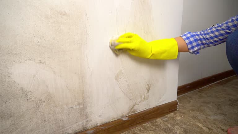 Best Mold Damage Restoration  in Big Bear Lake, CA