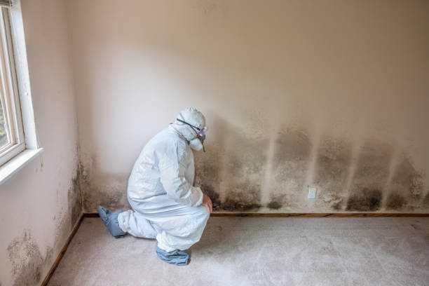 Best Industrial Mold Remediation  in Big Bear Lake, CA